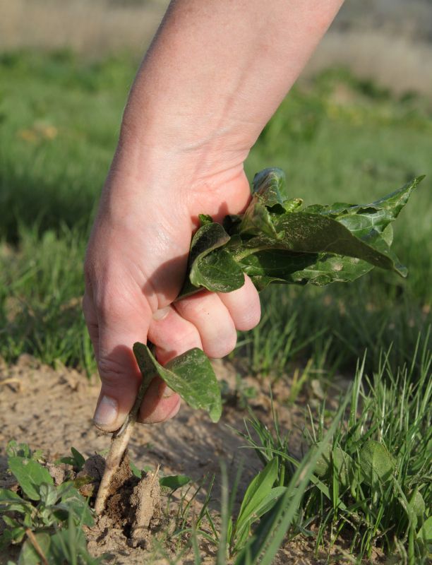 Garden Deweeding in Aiken, SC