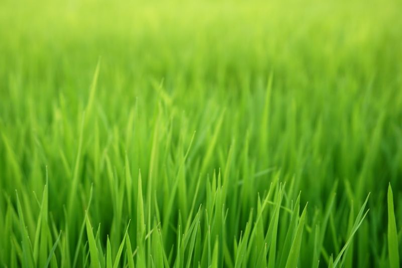 Lawn Reseeding Service in Ventura County, CA