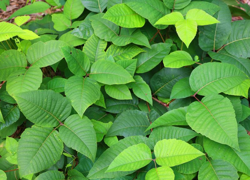 Poison Oak Removal in Bel Air, MD
