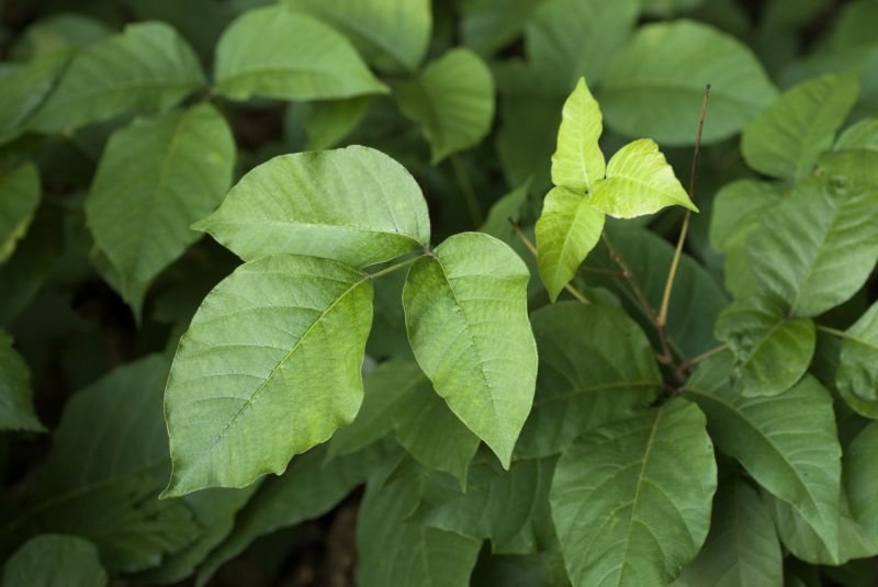 Poison Oak Removal in Honolulu, HI