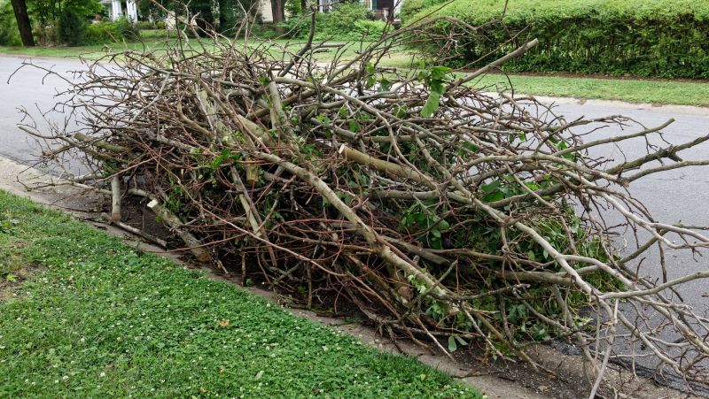 Tree Limb Cleanup in Honolulu, HI