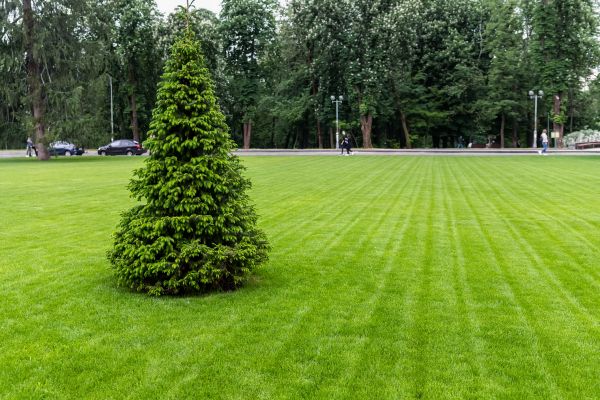 Commercial Turf Management